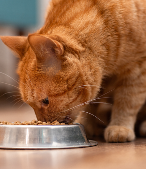 signos de sobrepeso en gatos adultos